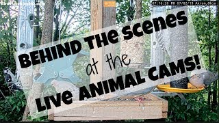 BEHIND THE SCENES TOUR OF MY BIRD FEEDING STATION AND LIVE ANIMAL CAMS! 🐾🐇🐿️