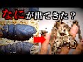 10ヶ月出てこなかったサナギから出てきたものとは...