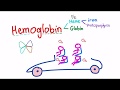 Hemoglobin Structure; What's In Your Red Blood Cell?