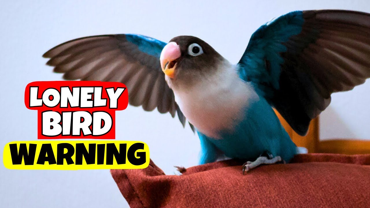 7 признаков того, что вашей птице одиноко, но вы продолжаете их игнорировать.