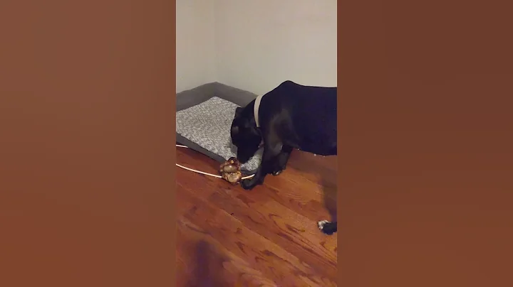 Dog 🐾🐶devours giant bone🦴🦴#shorts #viral #shortsvideo #new #pets #video
