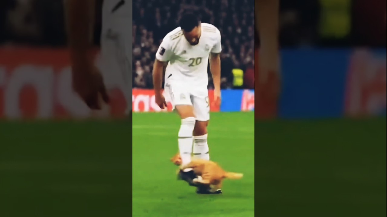 Оранжевый кот разыгрывает футболистов 