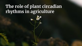 The role of plant circadian rhythms in agriculture