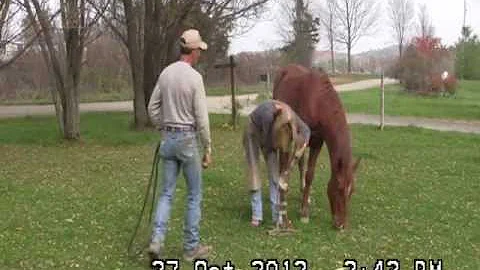 Indy and the Inexperienced Farrier 001