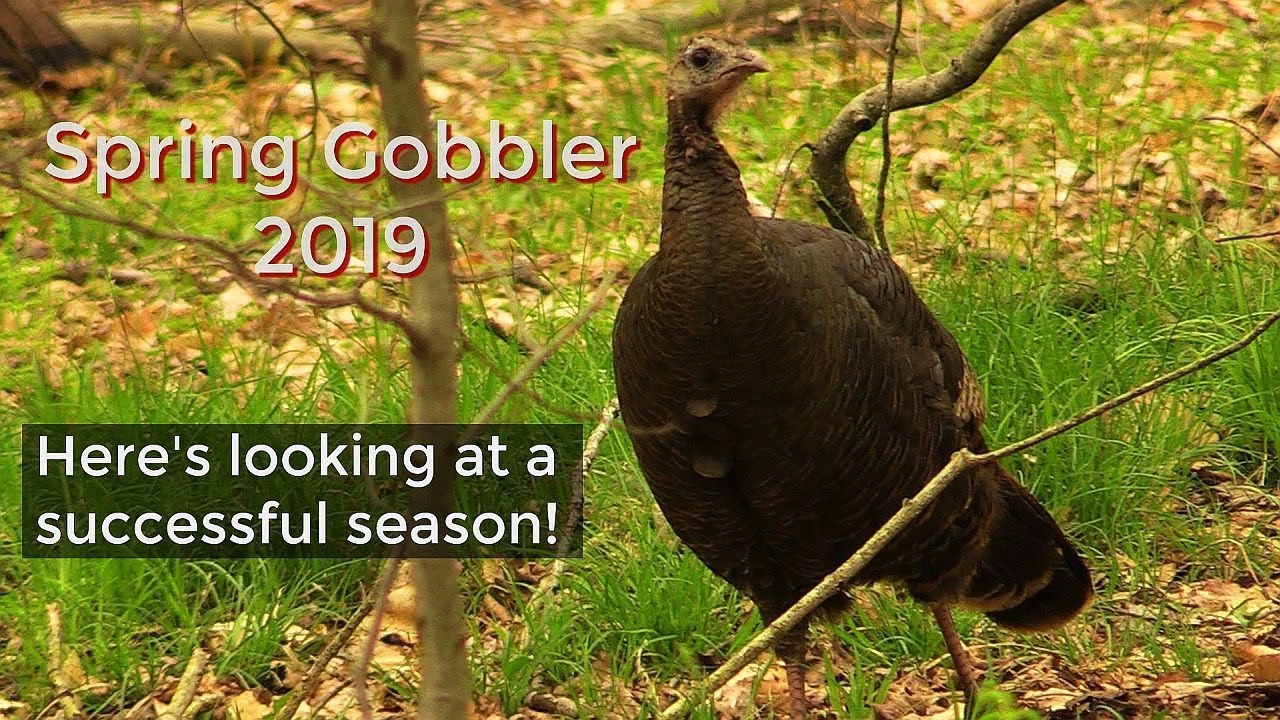2019 PA Spring Gobbler Season Success! YouTube