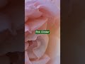 Pink (name unknown) Rose