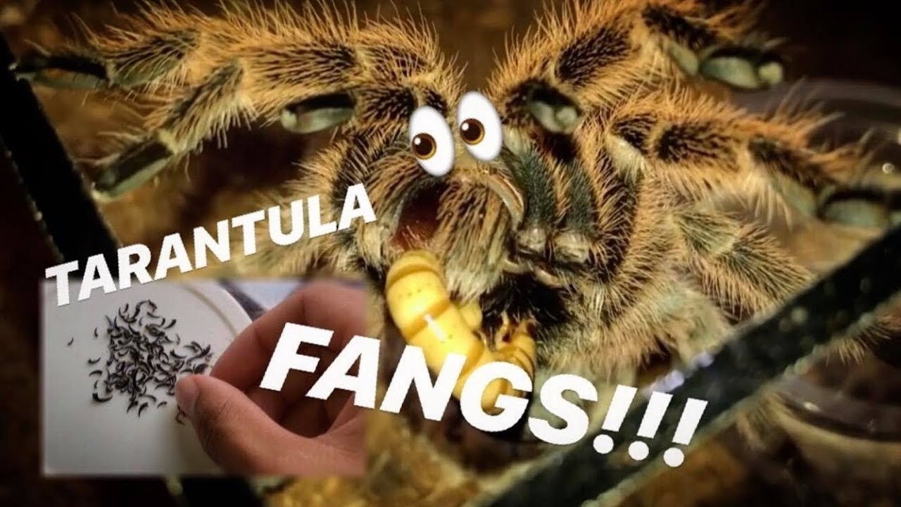 This kid used to COLLECT TARANTULA FANGS !!! This kid used to COLLECT TARANTULA FANGS !!!