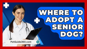 Where To Adopt A Senior Dog? - PetGuide360.com
