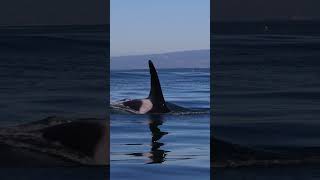 Offshore Killer Whale Beautiful Surfacing