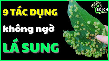 9 Lợi Ích Bất Ngờ Của Lá Sung, Chữa 9 Loại Bệnh Nhiều Người Mắc Phải Nhất - kênh sức khoẻ bổ ích