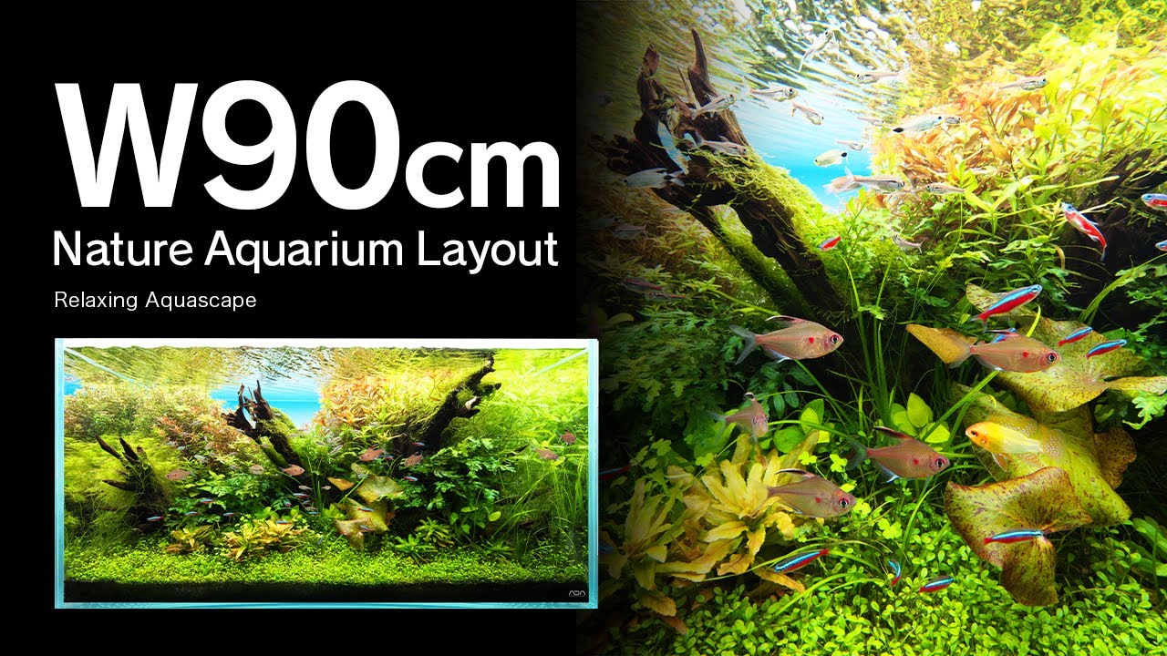 ADAview] Underwater Nature 水中の大自然 -W90cm NatureAquarium 