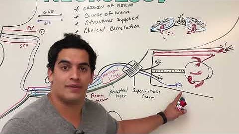 Neurology | Oculomotor Nerve: Cranial Nerve III