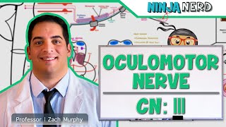 Neurology | Oculomotor Nerve: Cranial Nerve III