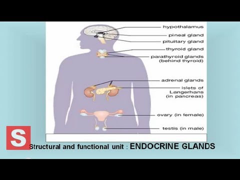 Endocrine system - Control and Coordination CBSE Class X Science