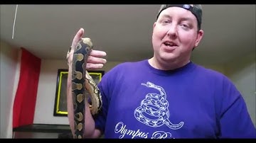 Olympus Reptiles Episode #22 Calico Ball Python