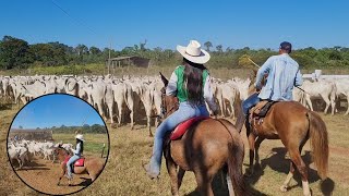 APARTANDO A VACADA NO CURRAL. NA LIDA!🤠