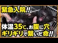 【子猫 保護】砂を食べて飢えを凌いでいた子猫を保護したら、そのまま緊急入院となりました...