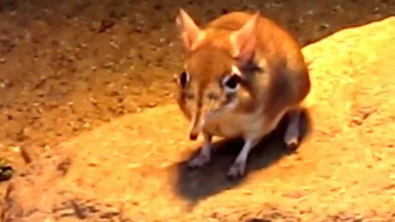ハネジネズミのスピードと可愛さがヤバイ 動画 ペットの飼育は可能 生き物係 Ikimono Kakari
