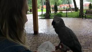 Попугай Копирует Окей Гугл И Это Жесть Как Похоже! Parrot Imitates Ok Google And It's Amazing