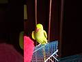 Parrot Short Video #parrotshorts #parrot #mithu