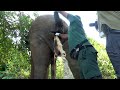 Lets relieve the elephant suffering from rectal disease would you also like to help