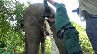 Let's relieve the elephant suffering from rectal disease. Would you also like to help?