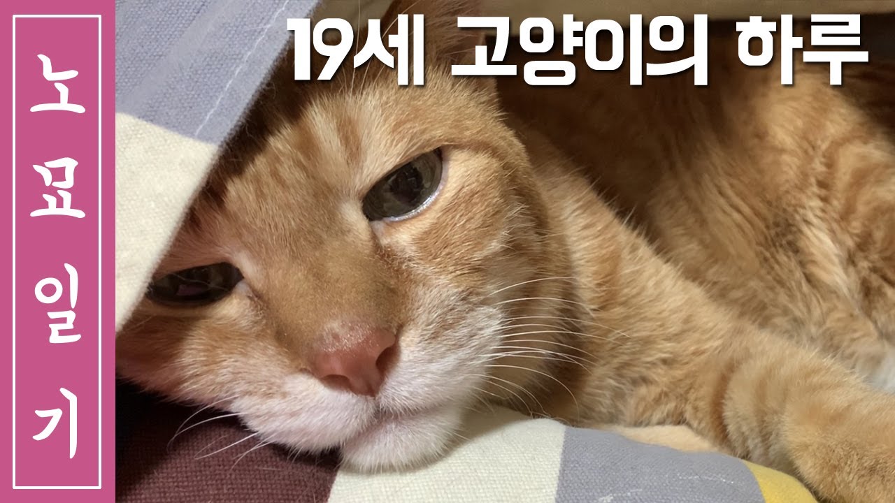 [노묘일기] 19세 고양이의 하루 - 치매고양이 6개월 후(ENG SUB) 