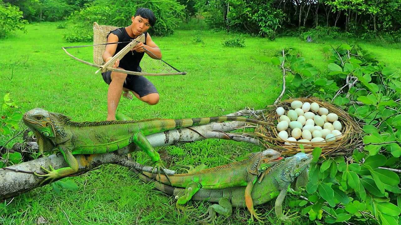 Survival in the rainforest-Man meet green iguana with egg | Cook egg green iguana-Eating delicious