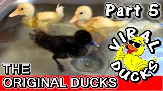 Baby Ducks In A Sink P5