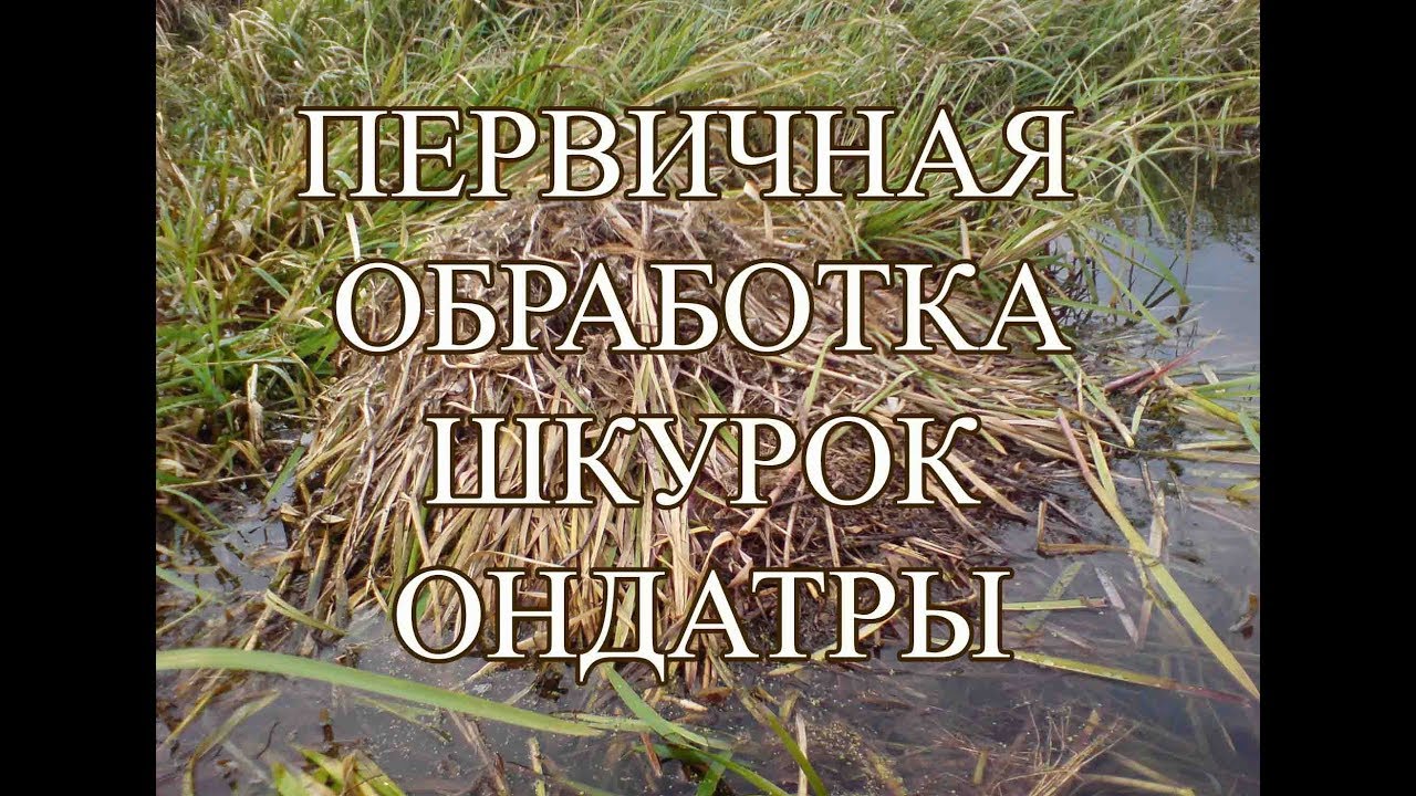 Первичная обработка шкурки ондатры - YouTube