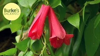 Lapageria rosea /"Chilean Bellflower/" red pure and mix colours
