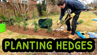 Planting 60 Hedges In One Day | Privacy Hedge | Cypress Leyland | Leylandii