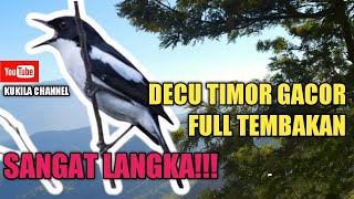 🔴DECU TIMOR GACOR DOR LANGKA UNTUK MASTERAN BURUNG LAIN JOSS MANTAB!!!