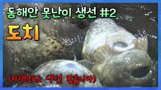 동해안 못난이 생선 시리즈 #2 '도치(뚝지)' #뚝지숙회 #뚝지알찜 [어영차바다야]