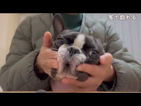 イタズラを注意すると目を合わせない犬〜ペットホテル/井上さん/散歩/変顔など盛りだくさんの見所ある動画なので見ない訳がない〜