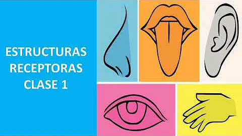 ¿Cuál es la función de la estructura receptora?