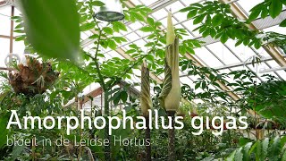 Amorphophallus gigas bloeit in de Leidse Hortus