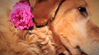 The Last Rose Of Summer - Violin, Piano