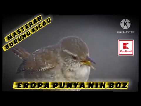 EROPA PUNYA NIH BOZ, #murai #muraibatu #kicau #kacer #kacergacor #cucakijo #kenari #kenarigacor
