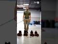 Puppies training for k9 warriors #germanshepherd #puppy #dog #dogshorts #dogtrainer #fyp #trending