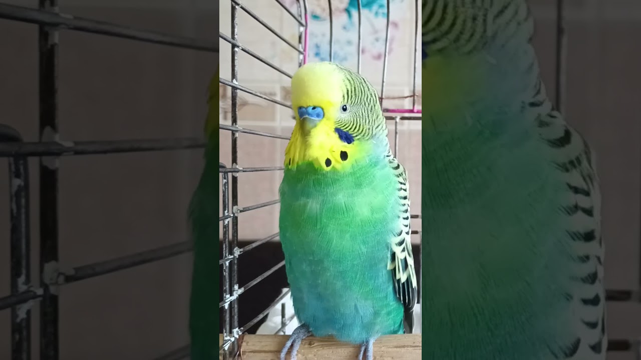 Muhabbet Kuşu Konuşma #birds #talkingparot #budgies #parrot #birdsong #muhabbetkuşu #cute #funny