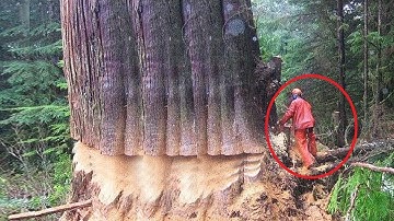 Extreme Dangerous Huge Trees Felling Skill Climbing With Chainsaw Machines Tree Cutting Down Skill