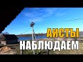 Аисты - обустройство гнезда. Интересные факты об аистах