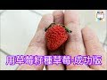 用草莓籽種草莓-成功版[126]-口木呆-呆呆過生活