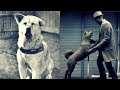 Hachiko इससे वफादार Dog दुनिया ने नही देखा होगा कमाल की story🔥 #shorts