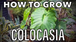 How to Start off and Grow Colocasia