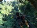 Gibbon Experience