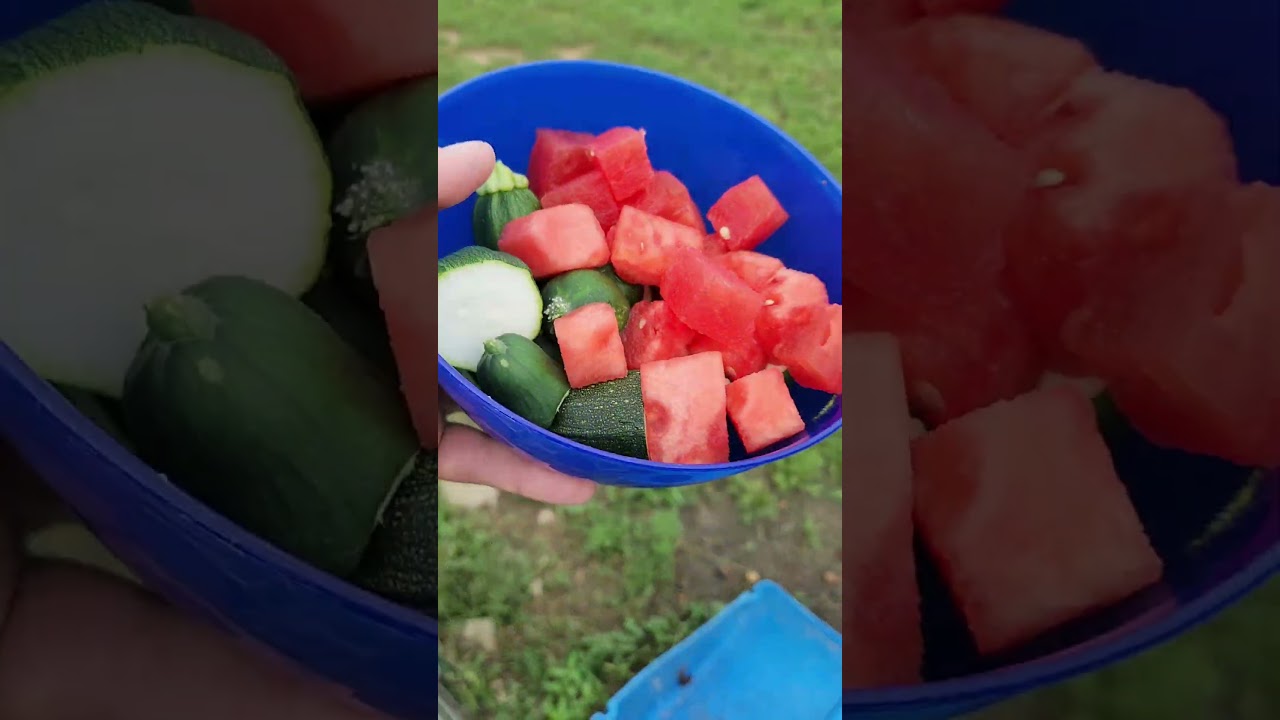 Juno knows when it's Gertie's snack time.  #miniaussie #gsd #pigmygoat  #starsloop #countrylife