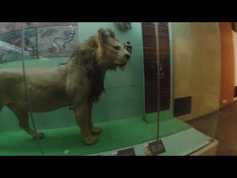 Our tour of the Nairobi National Museum in Kenya