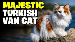 The Majestic Turkish Van Cat A Complete Breed Guide